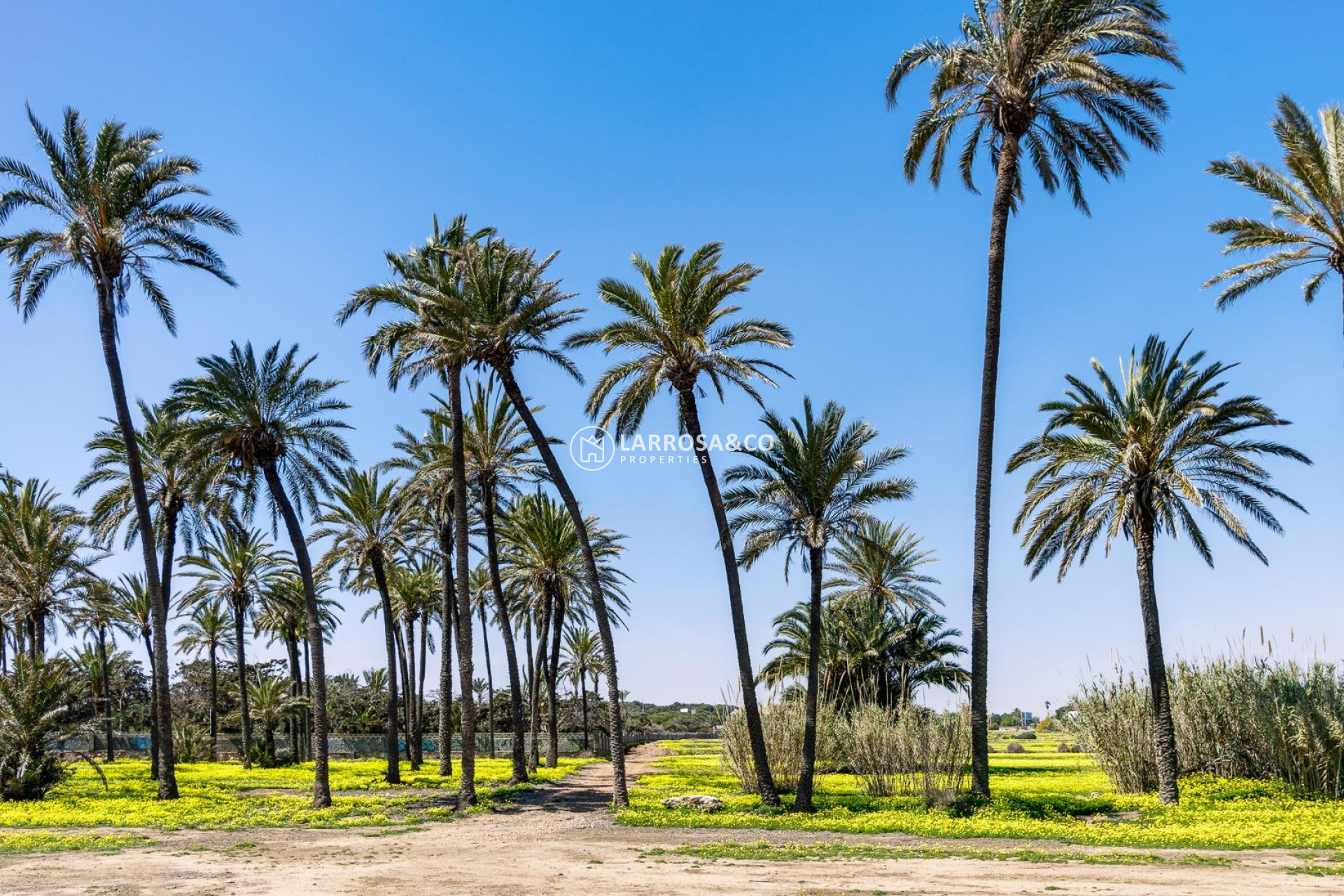 A Vendre - Apartment - Torrevieja - La veleta