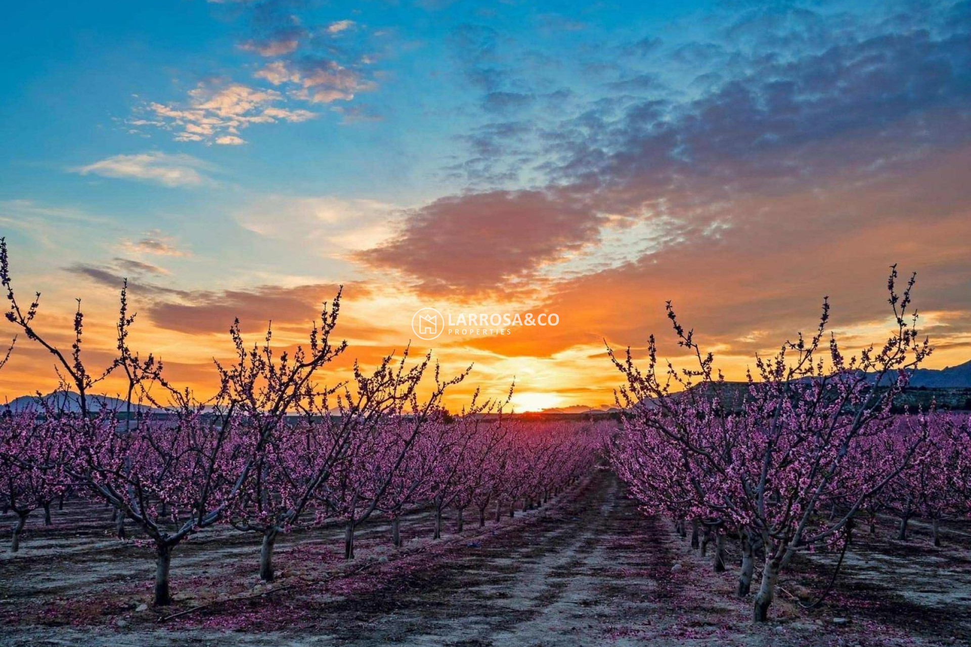 A Vendre - Land - Pinoso - A 2 km de la ciudad