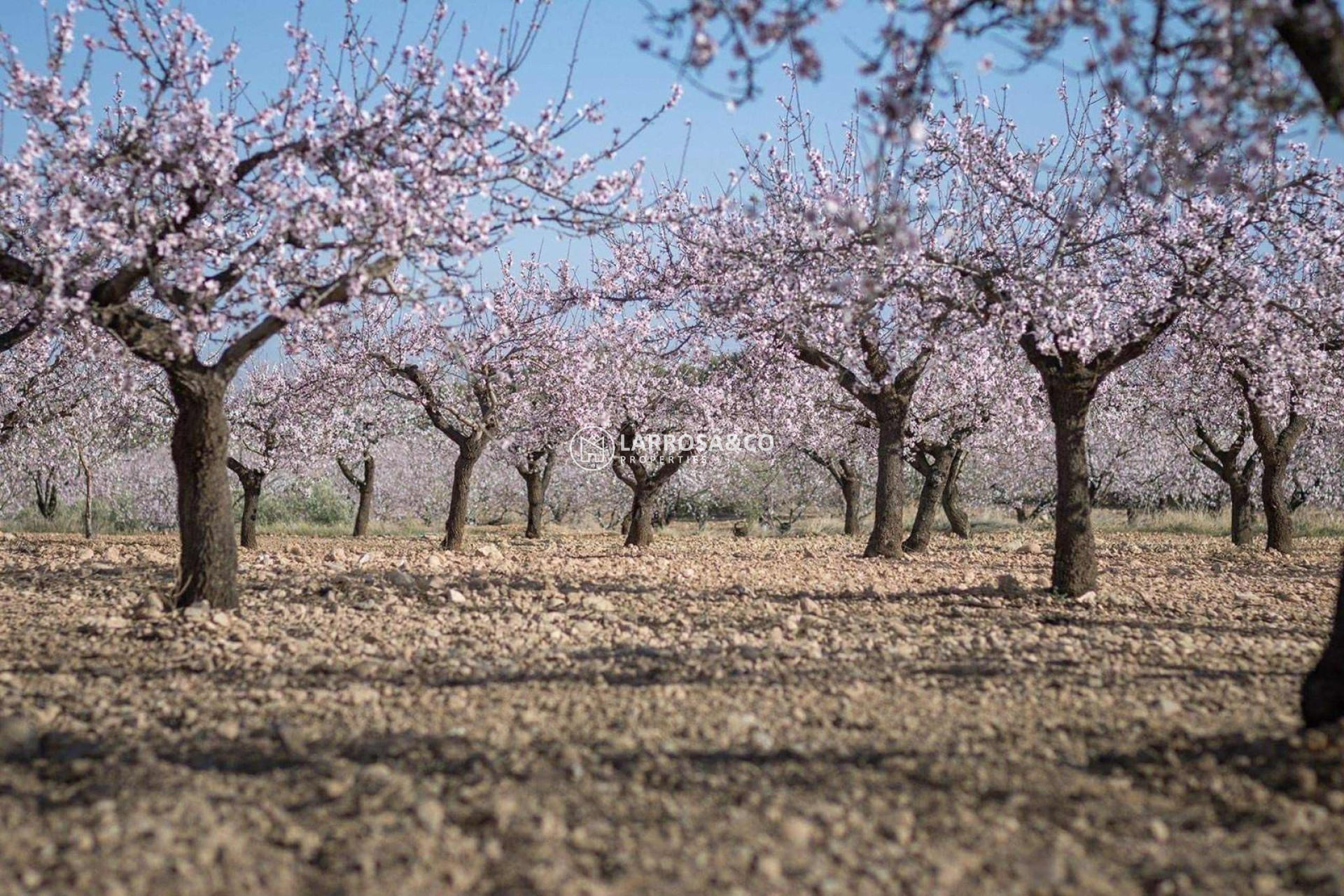 A Vendre - Land - Pinoso - A 2 km de la ciudad