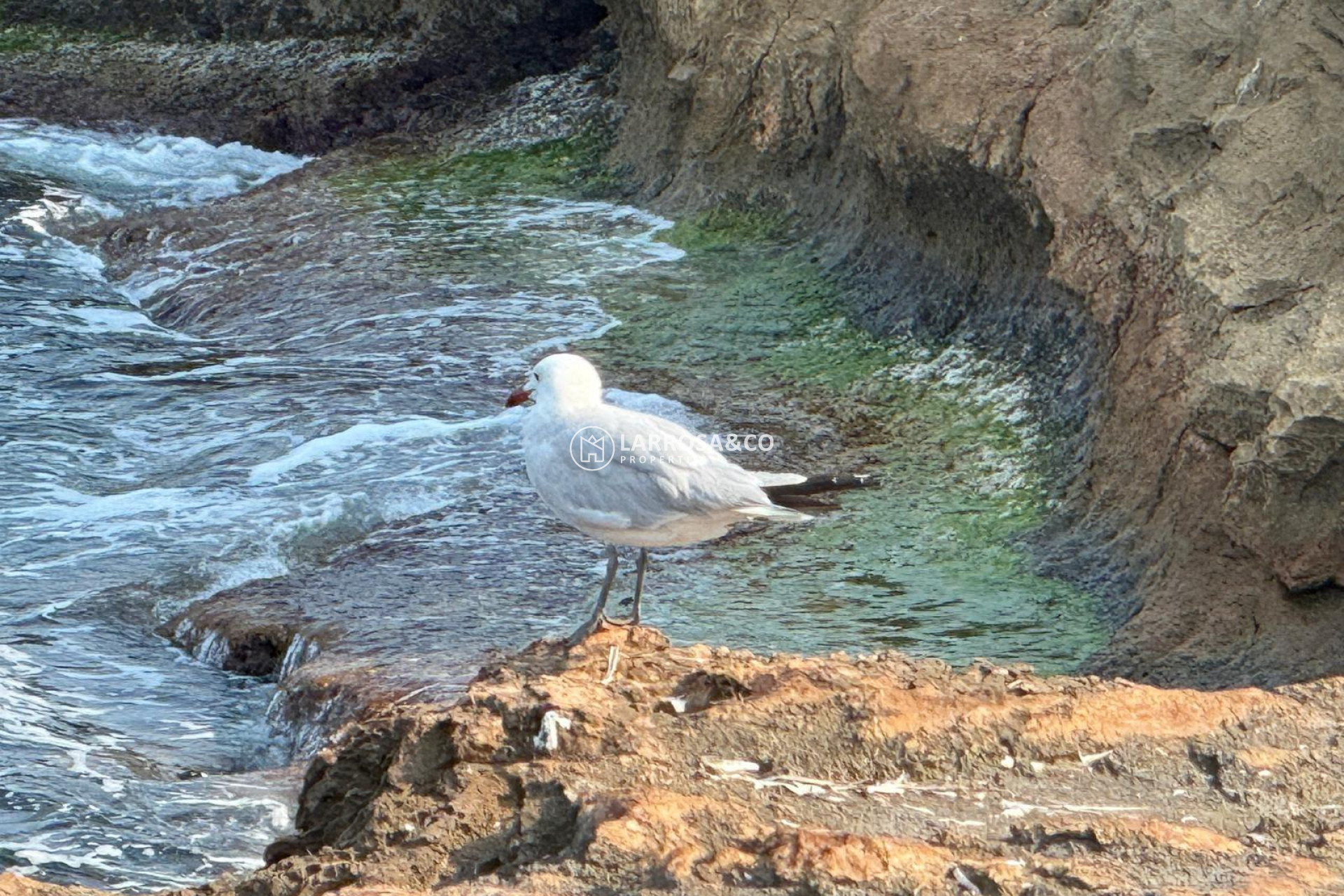 A Vendre - Semi-detached house - Torrevieja - Los Locos Beach