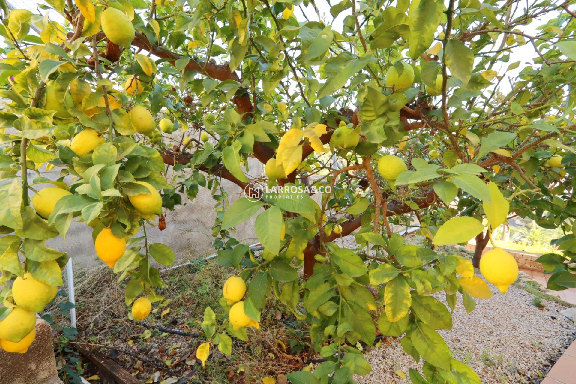 A Vendre - Villa - Altea - Costa Blanca