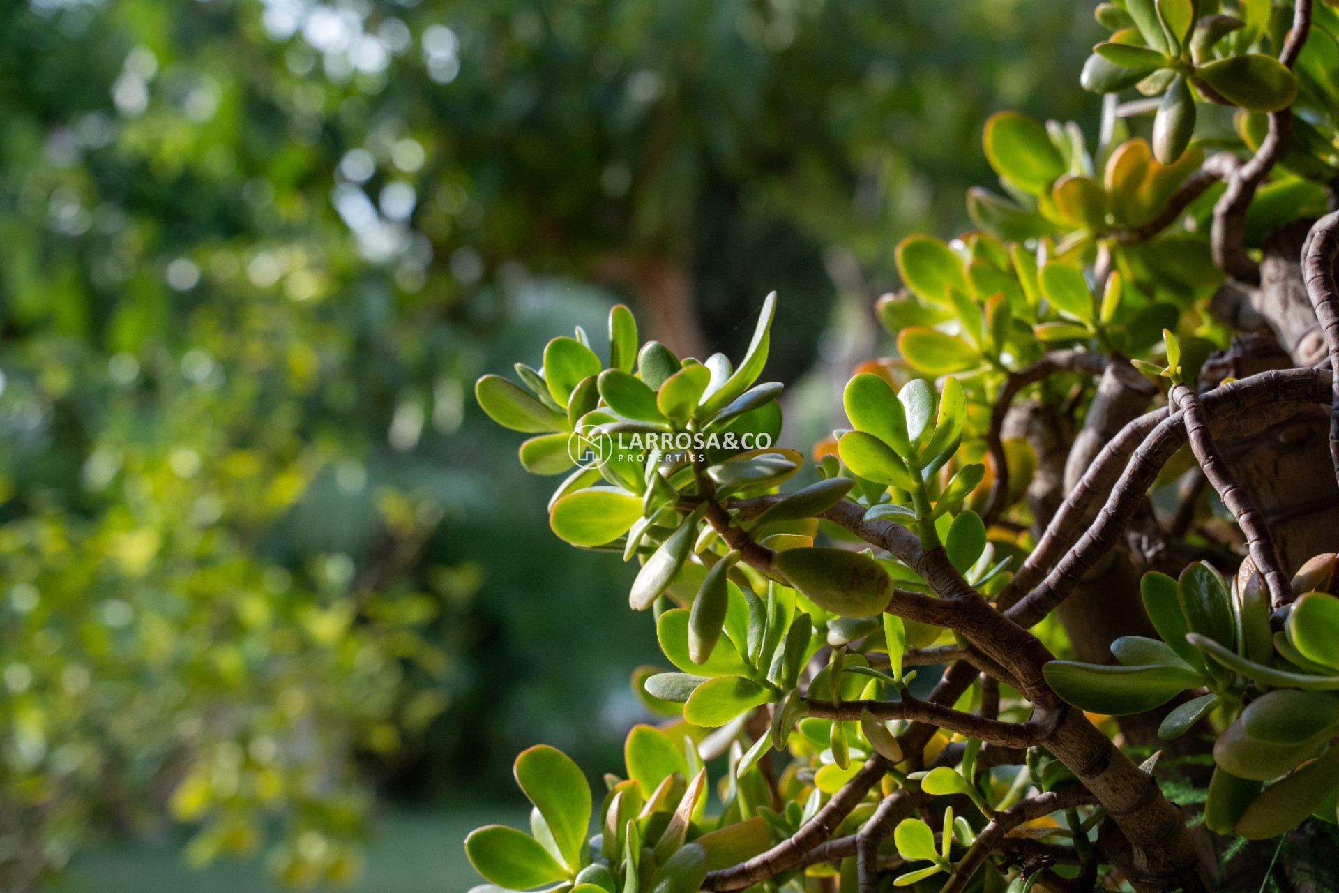 Herverkoop - Villa - Alicante - Costa Blanca