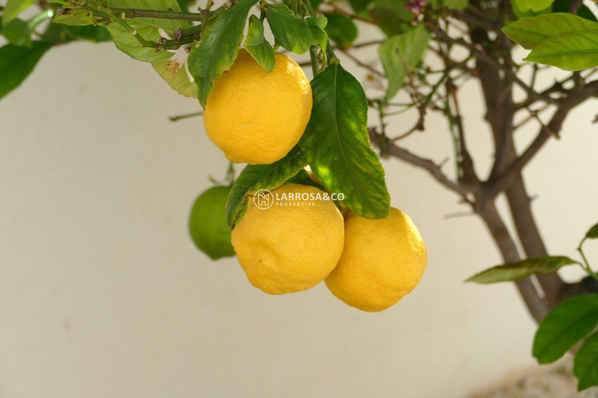 Herverkoop - Villa - Benijofar - Costa Blanca