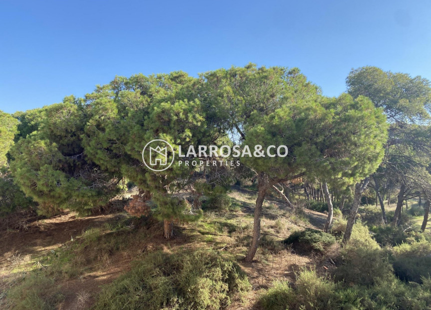 New build - Apartment - Guardamar del Segura - Centro
