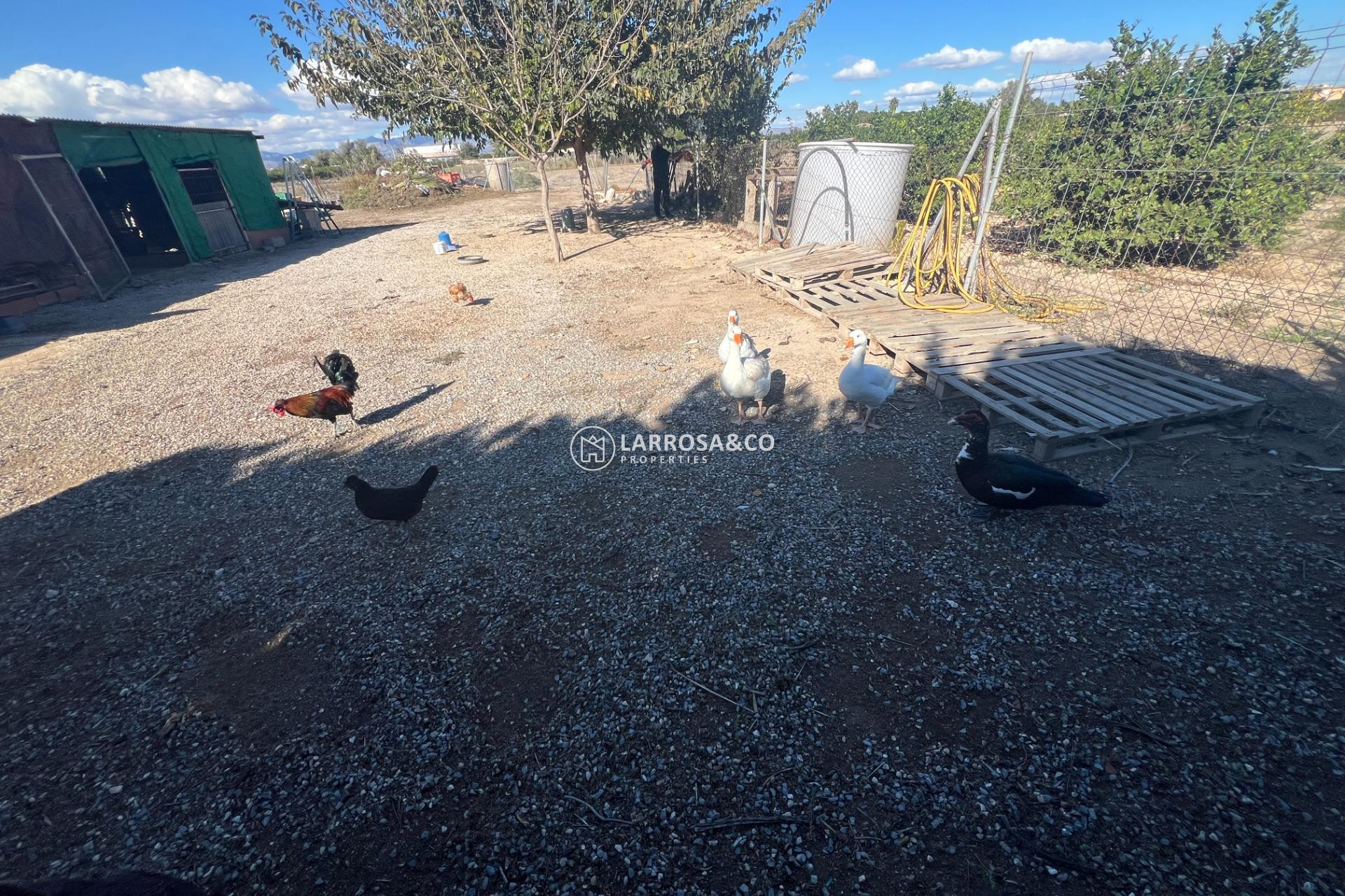 Resale - Country house - Dolores - Comunidad valenciana