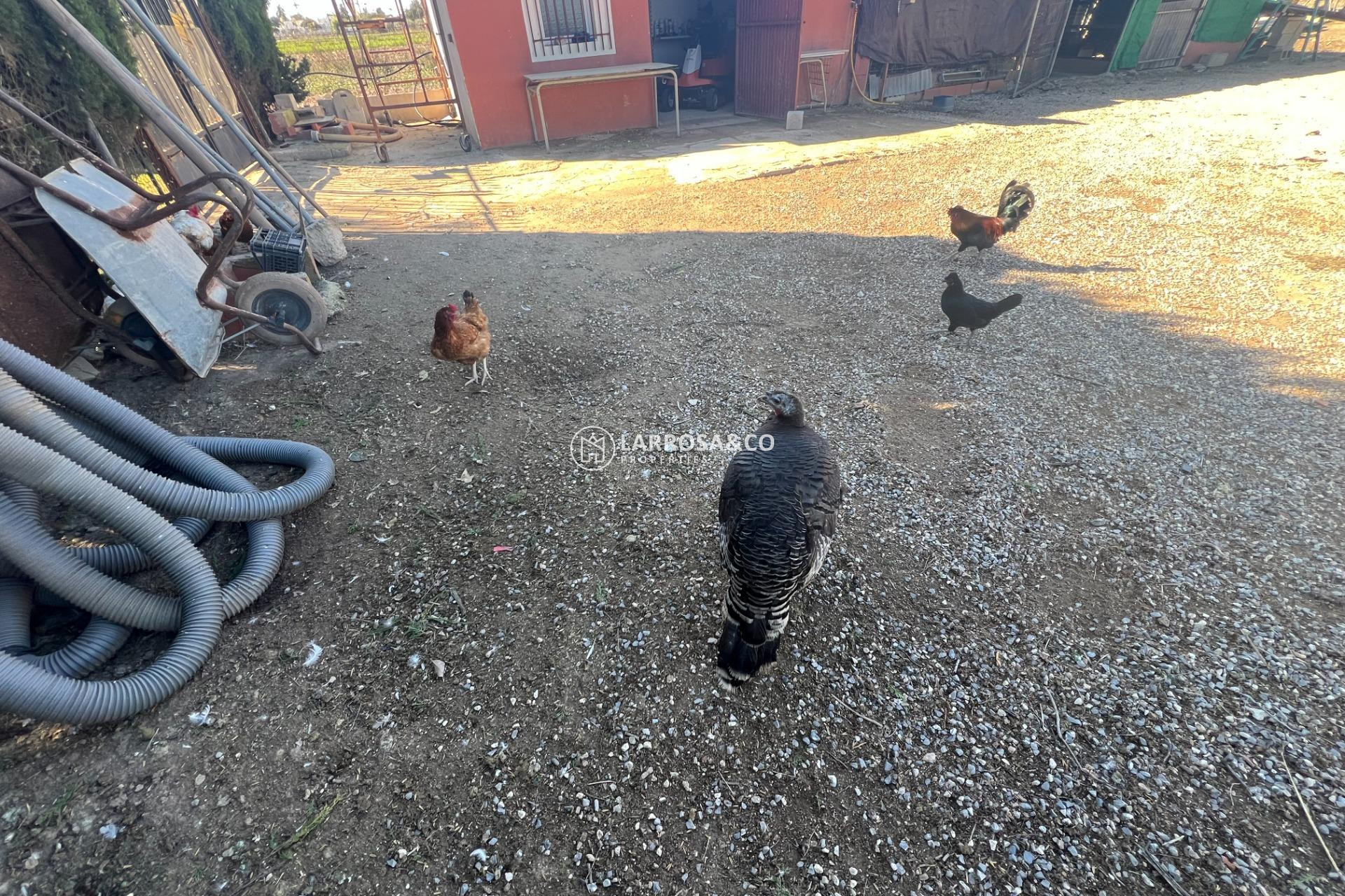 Resale - Country house - Dolores - Comunidad valenciana