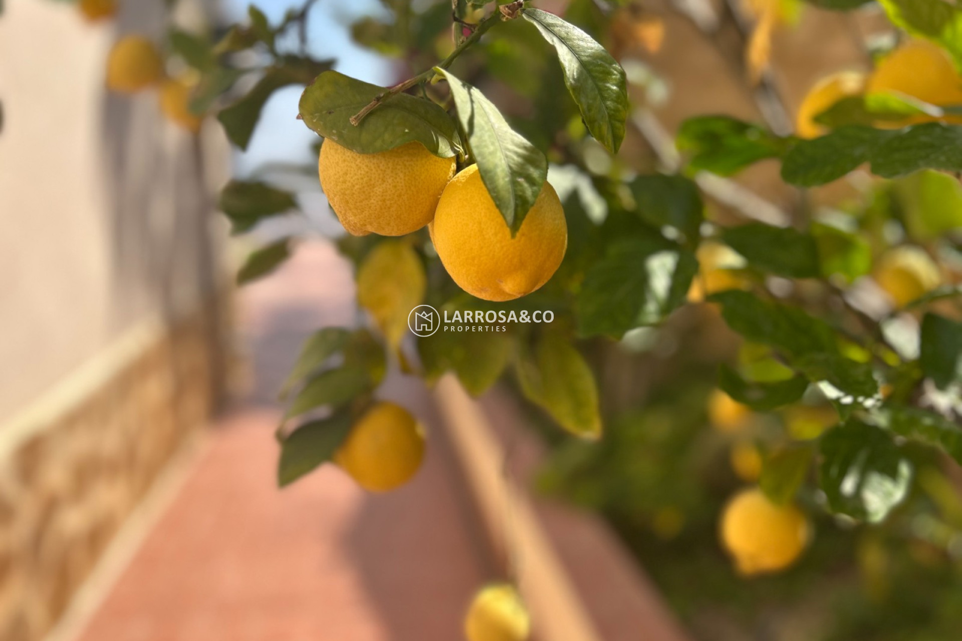 Resale - Detached House/Villa - Algorfa - Inland