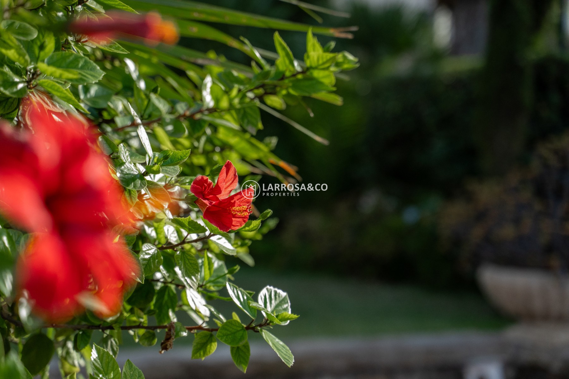 Resale - Detached House/Villa - Alicante - Costa Blanca