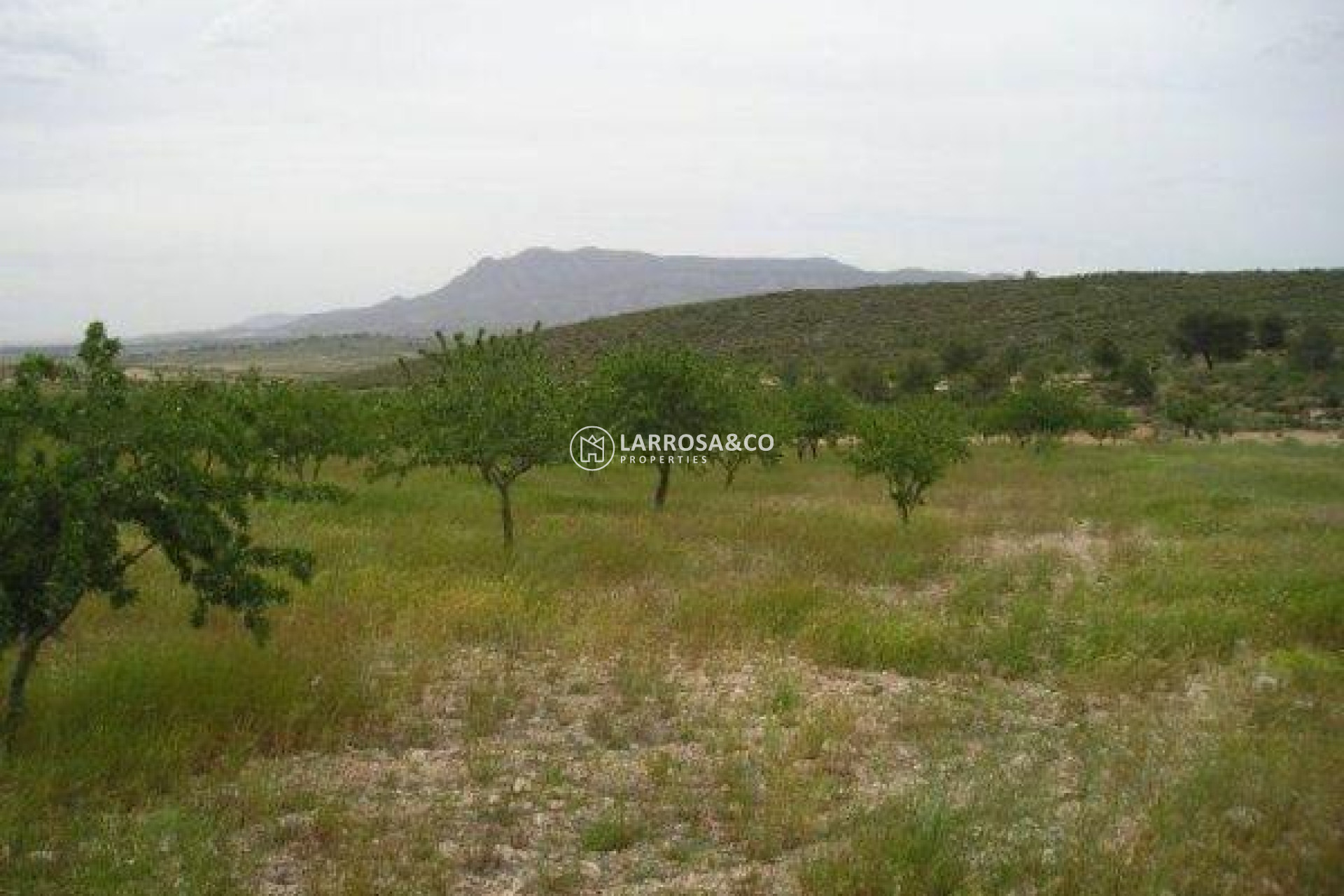 Resale - Land/Plots - Jumilla - CAÑADA DEL TRIGO