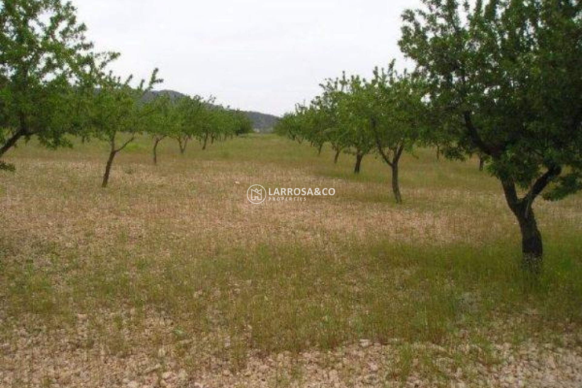 Resale - Land/Plots - Jumilla - CAÑADA DEL TRIGO