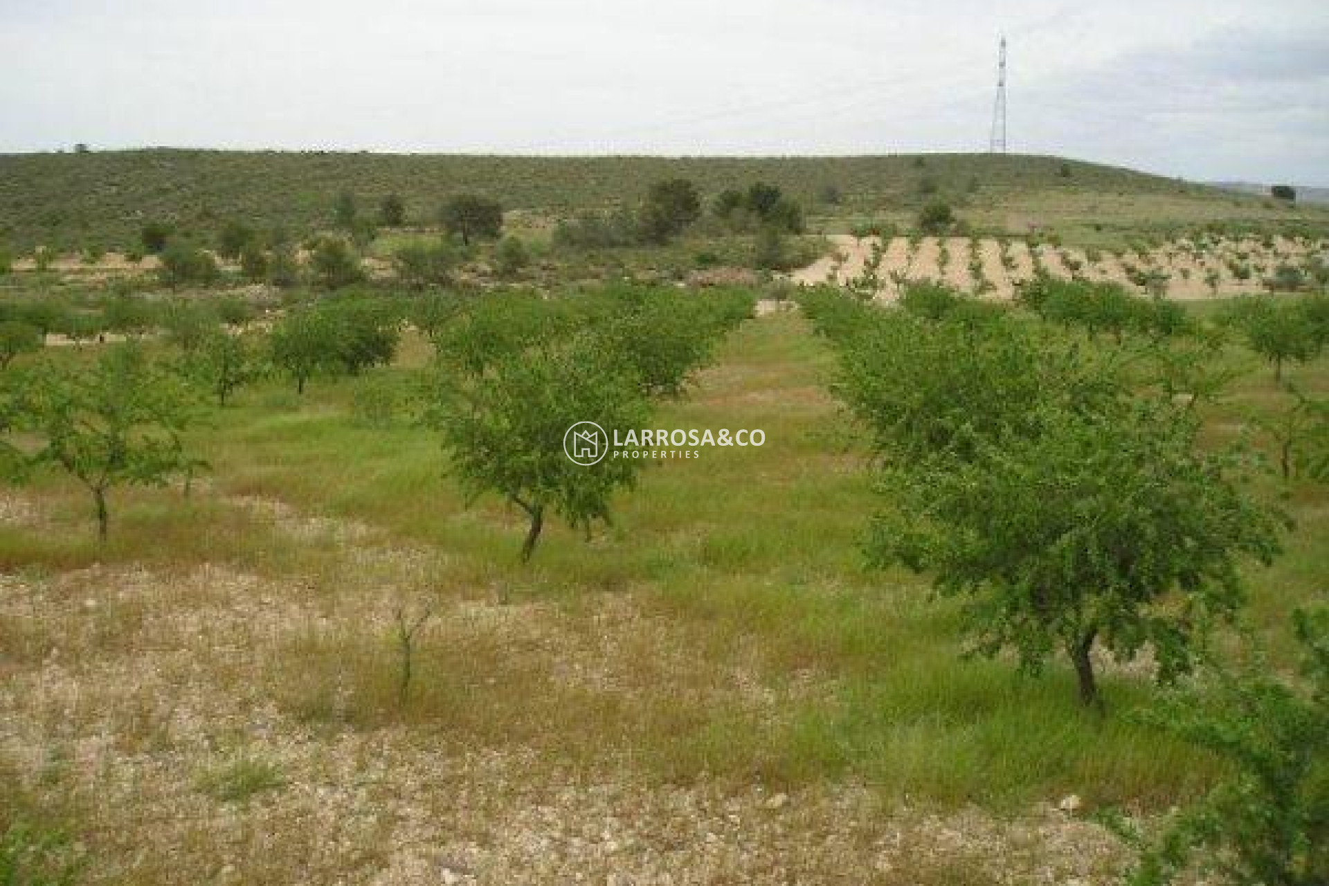 Resale - Land/Plots - Jumilla - CAÑADA DEL TRIGO