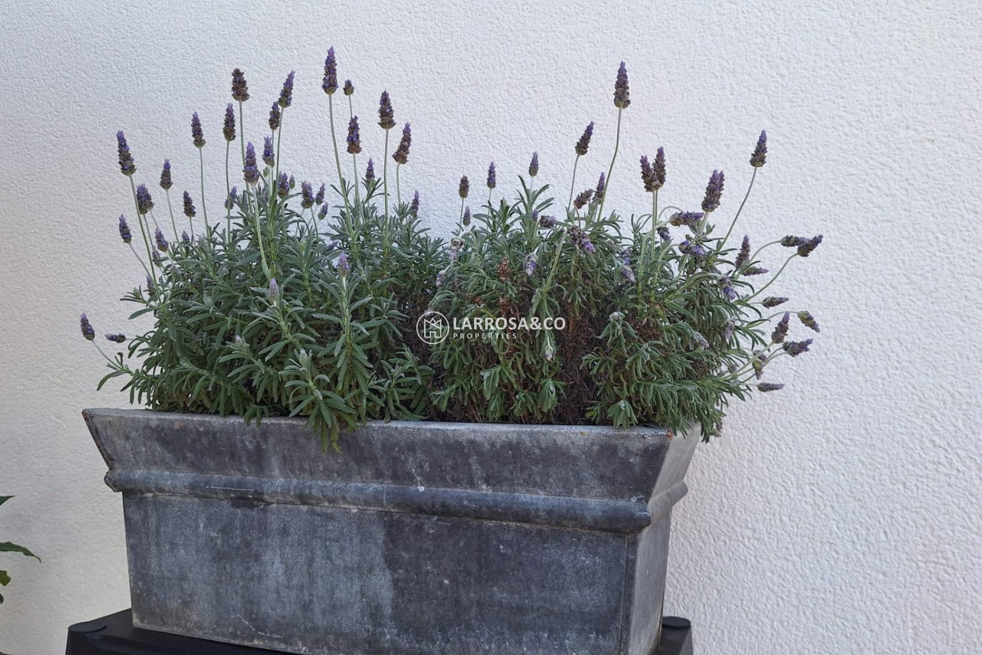 Reventa - Chalet - Torrevieja - Los Balcones - Los Altos del Edén