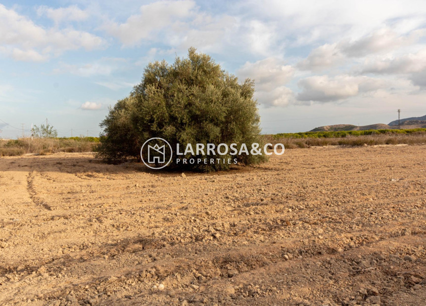 Reventa - Solar/Terrena/Parcelas - Benferri - Campo