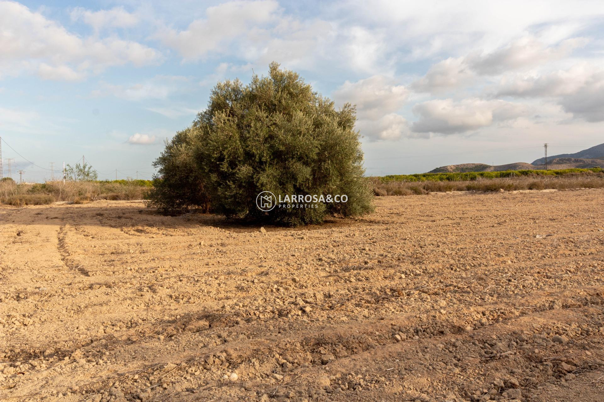 Reventa - Solar/Terrena/Parcelas - Benferri - Campo