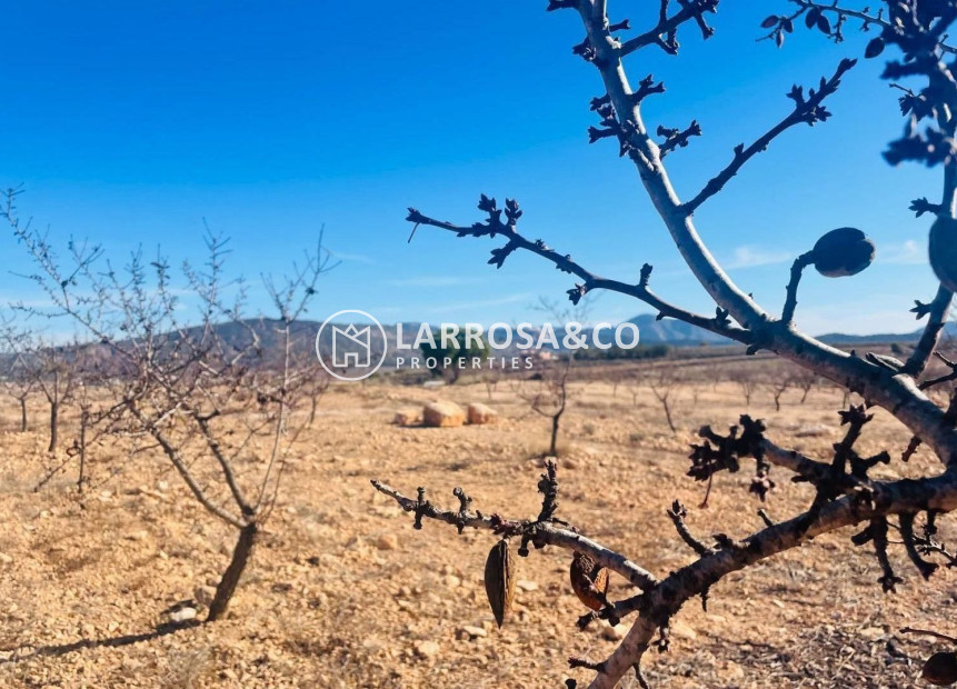 Reventa - Solar/Terrena/Parcelas - Pinoso - A 2 km de la ciudad