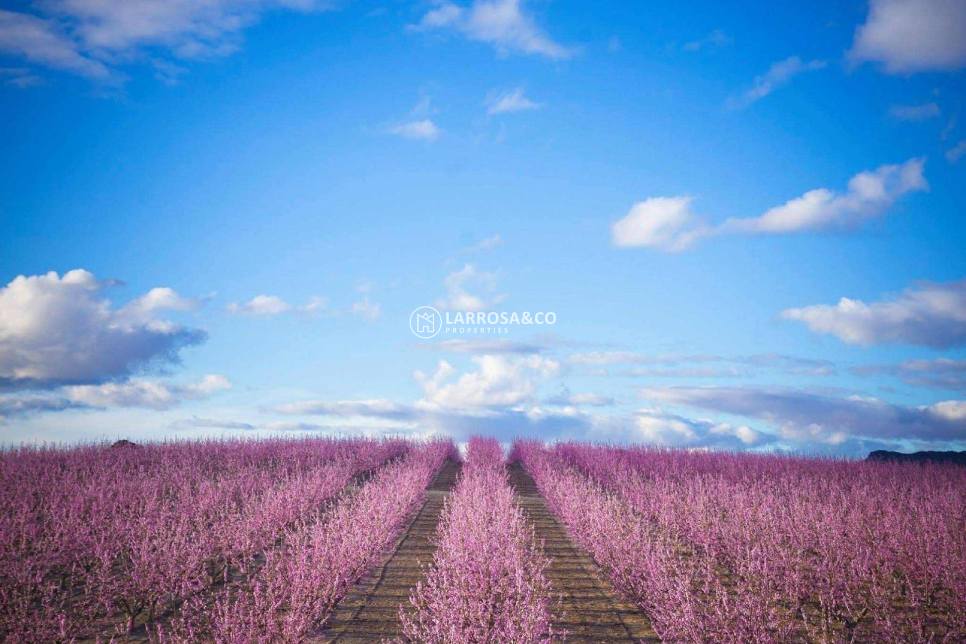 Reventa - Solar/Terrena/Parcelas - Pinoso - A 2 km de la ciudad