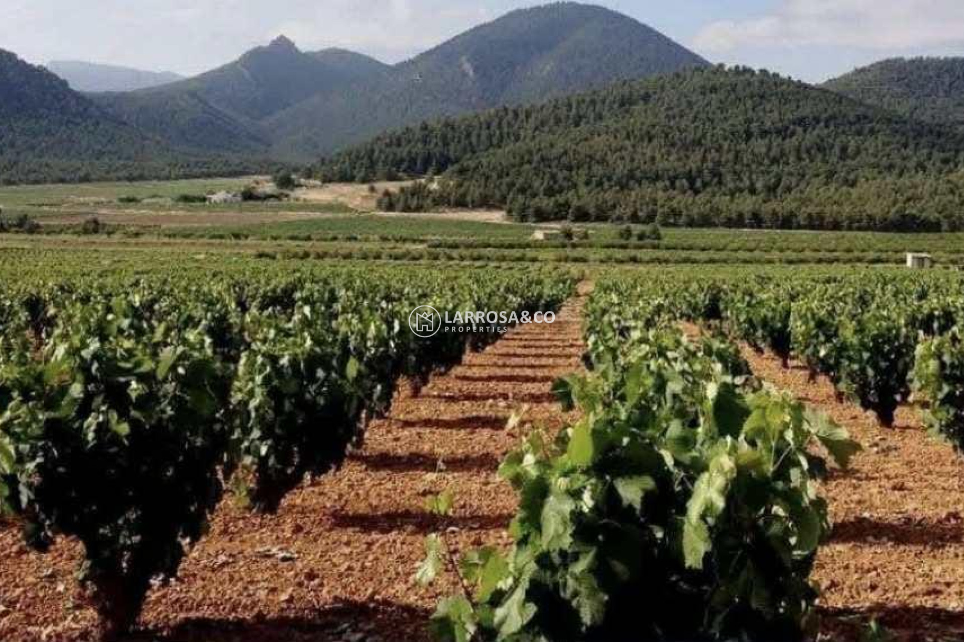 Reventa - Solar/Terrena/Parcelas - Pinoso - A 2 km de la ciudad