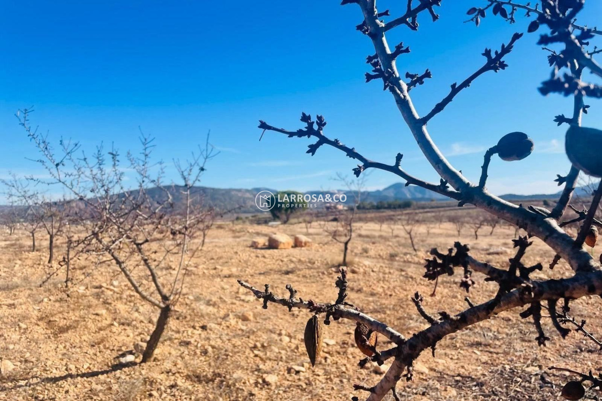 Reventa - Solares/Terrenos/Parcelas - Pinoso - A 2 km de la ciudad