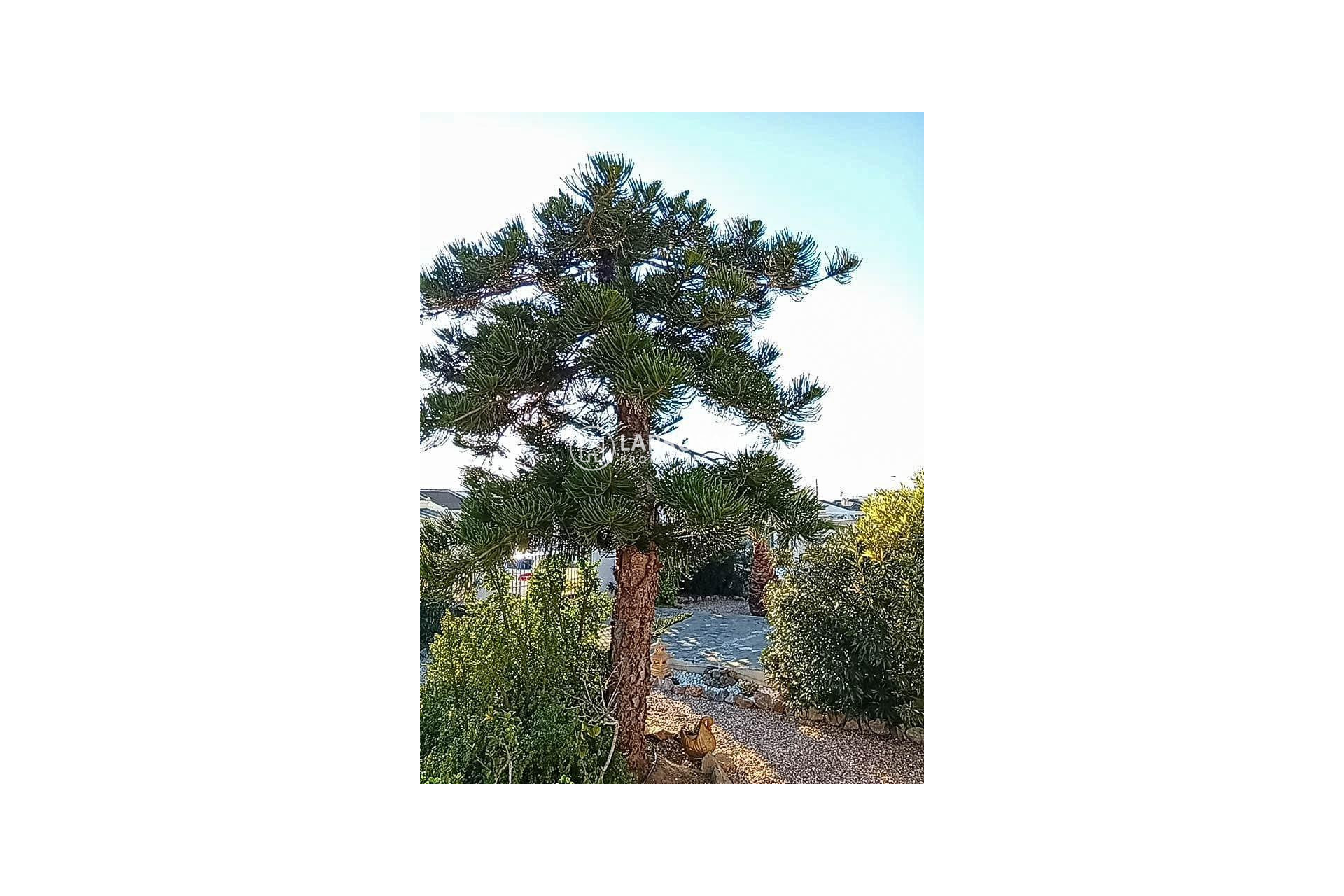 Вторичный рынок - Дом - Торревьеха - La Siesta - El Salado - Torreta