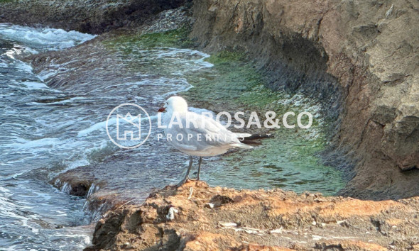 A Vendre - Semi-detached house - Torrevieja - Los Locos Beach