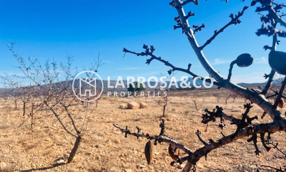 Herverkoop - Land - Pinoso - A 2 km de la ciudad