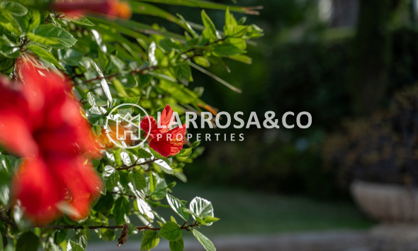 Resale - Detached House/Villa - Alicante - Costa Blanca