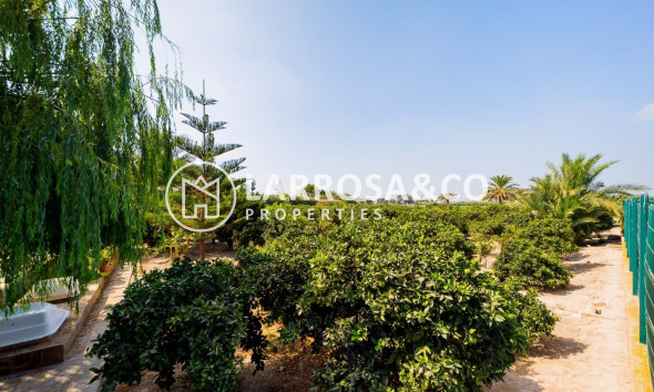 Reventa - Finca - Almoradí - Camino De Catral