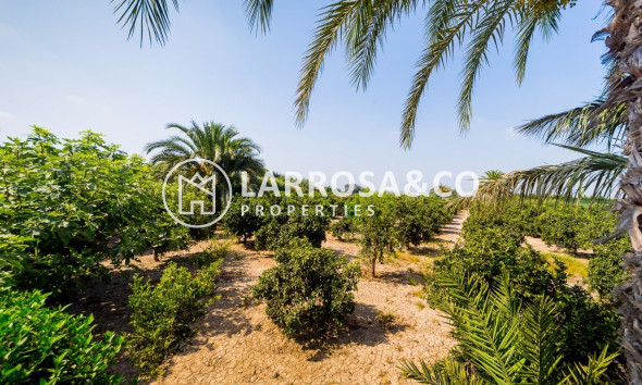 Reventa - Finca - Almoradí - Camino De Catral