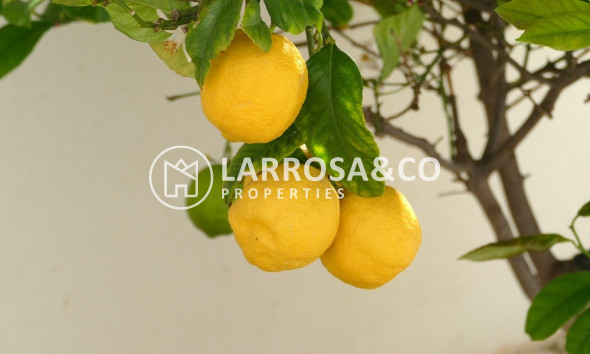 Вторичный рынок - Дом - Бенихофар - Costa Blanca