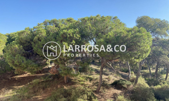New build - Penthouse  - Guardamar del Segura - Centro